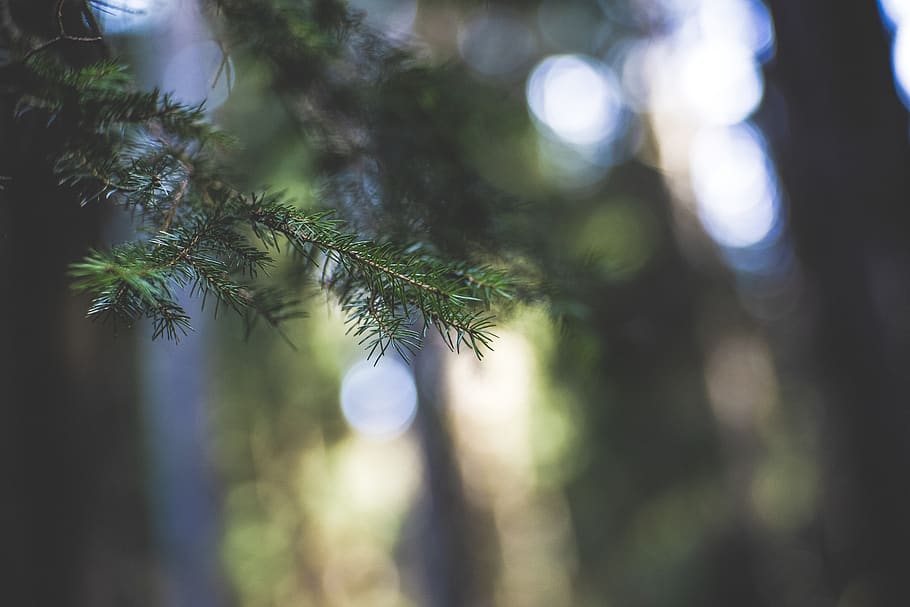 tree, plant, conifer, abies, fir, fruit, tree trunk, larch HD wallpaper