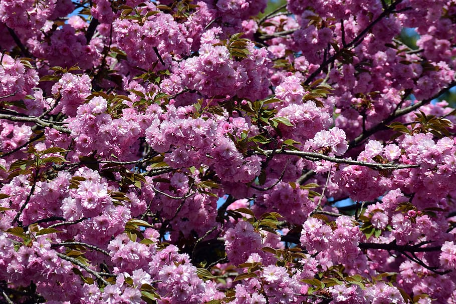 cherry blossom, spring, ornamental cherry, cherry tree, pink HD wallpaper