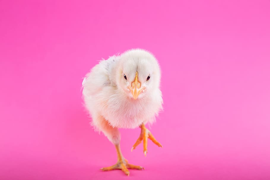 chick, pink, background, wallpaper, hd, wallpaper hd, animals HD wallpaper