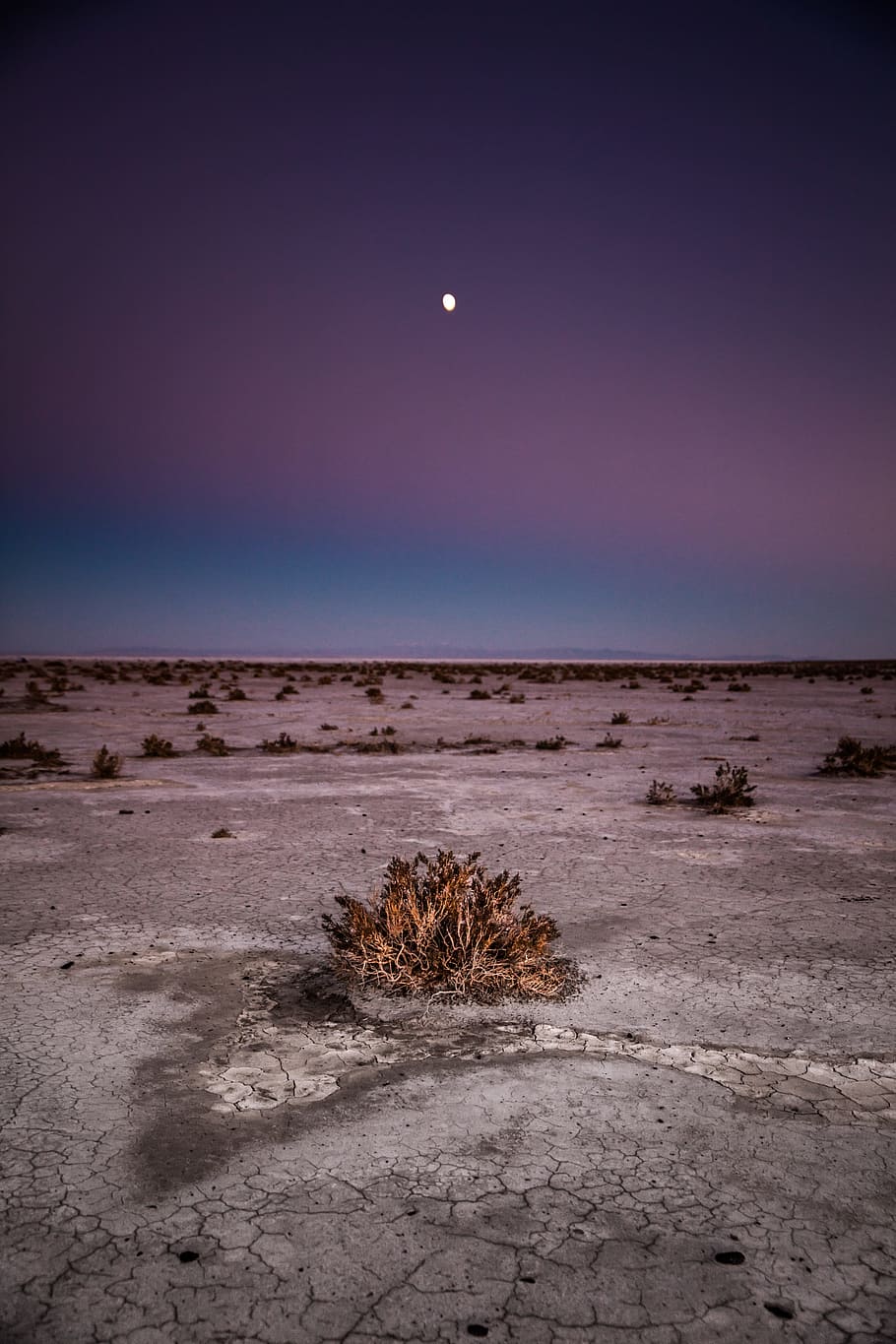 moon on sky, bush, horizon, desert, dark, nature, barren, sparse HD wallpaper