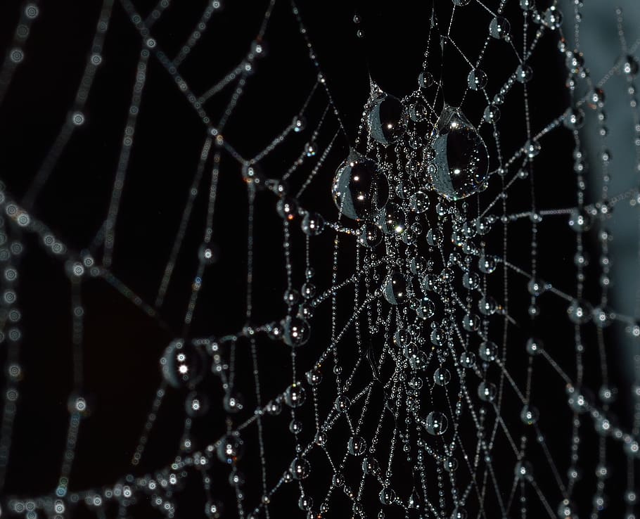 Water Droplets on Spider Web, arachnid, close-up, cobweb, connection HD wallpaper