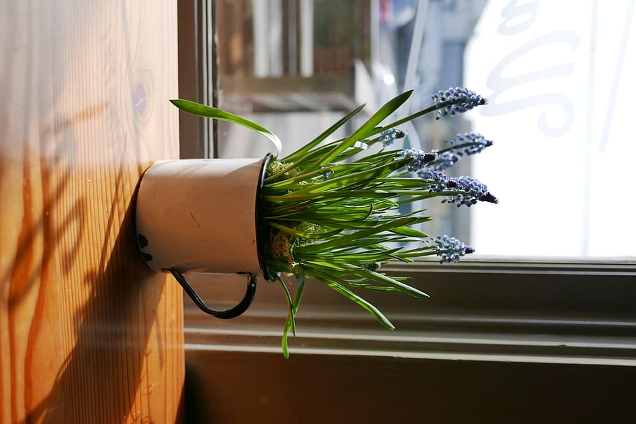 sunlight, plant, spring, flowers, indoors, day, no people, nature HD wallpaper