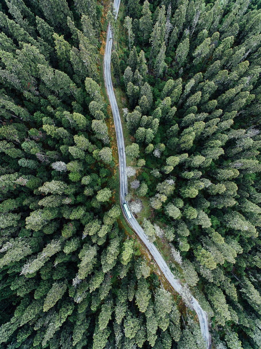 aerial photography of vehicle on road between trees, treetop HD wallpaper