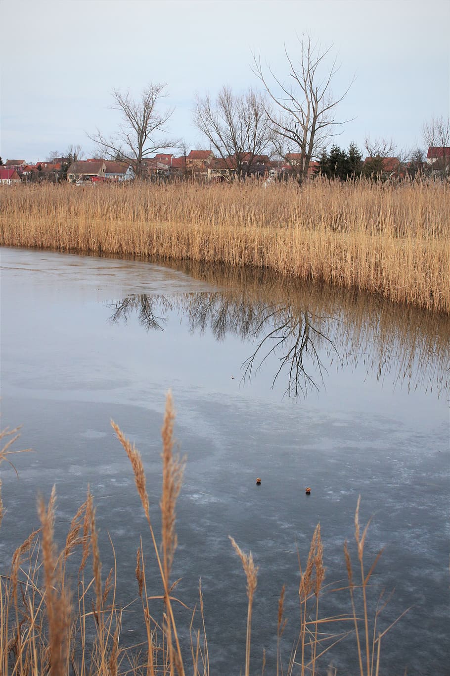 reeds, trees, reflections, lake, water, air, winter, mirror HD wallpaper