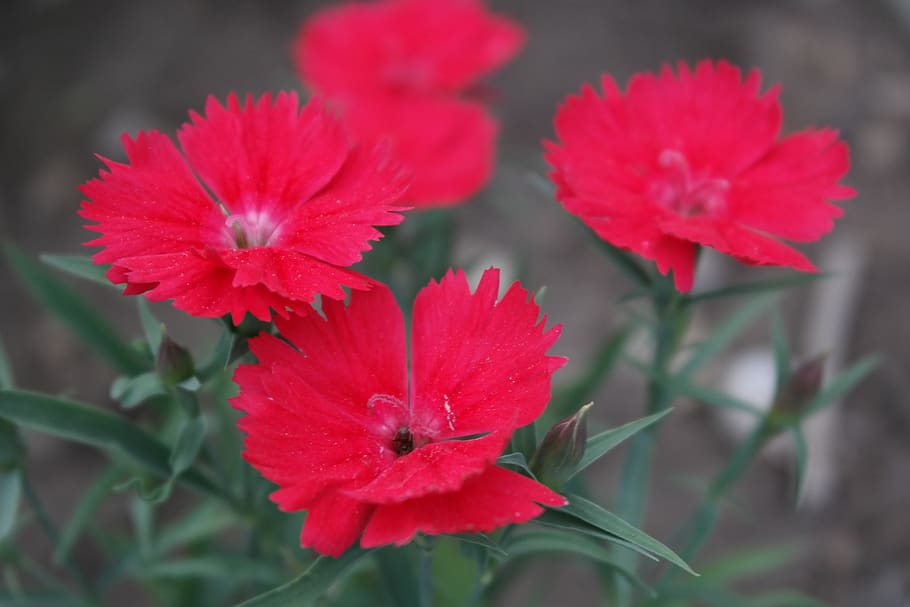 red, flower, garden, flowering plant, freshness, petal, vulnerability HD wallpaper