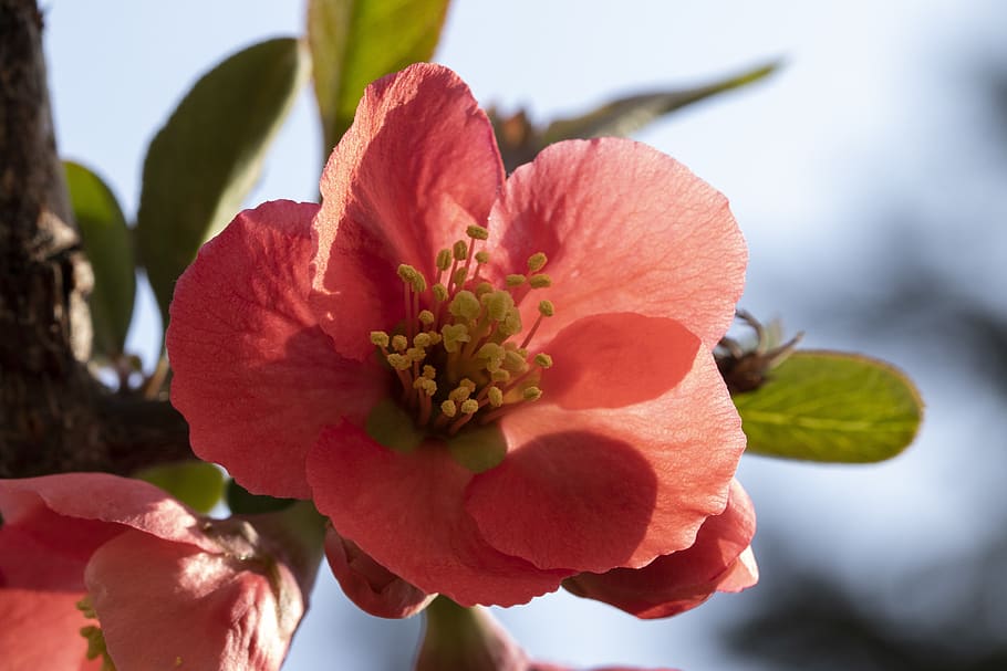 spring, spring flowers, nature, plants, garden, beautiful, flowering HD wallpaper