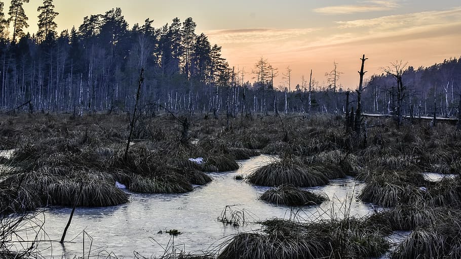swamp, ice, winter, evening, sunset, nature, wildlife, landscape HD wallpaper
