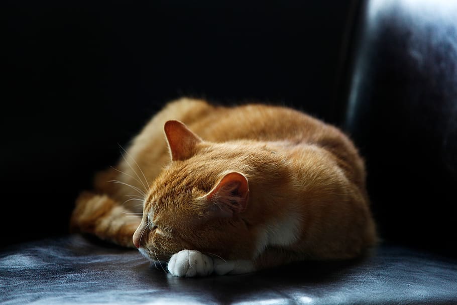 Sleeping Orange Tabby Cat, adorable, animal, cute, domestic, feline, HD wallpaper