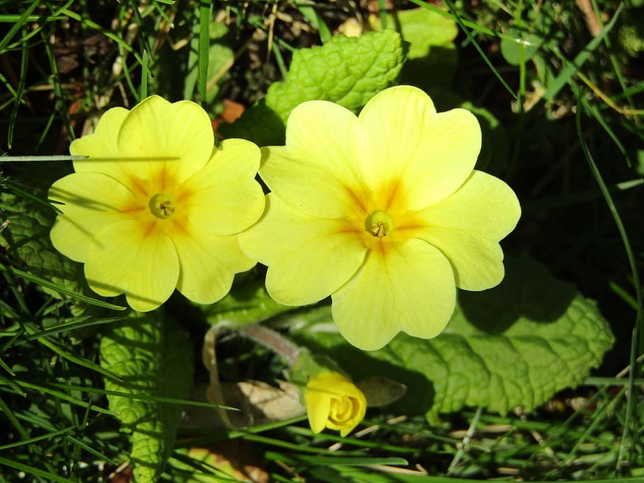 spring, yellow, nature, flowers, garden key flowers, beautiful HD wallpaper