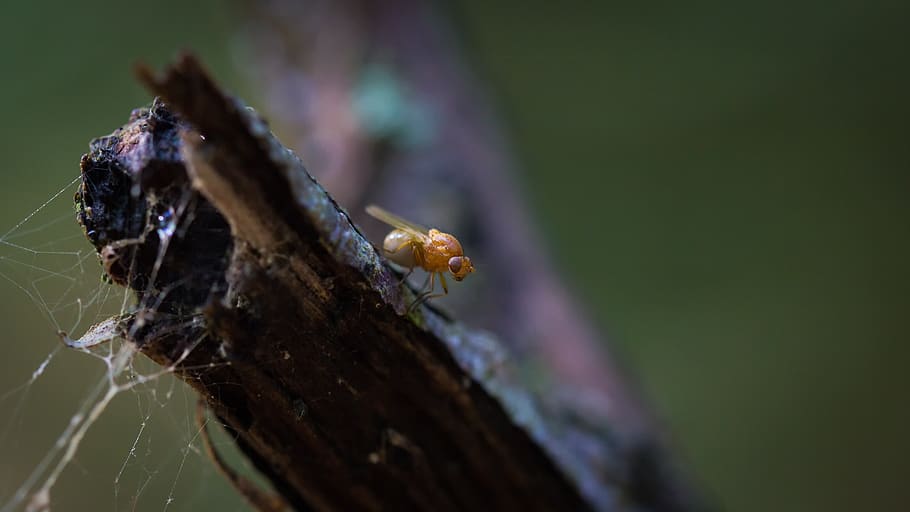 fly, insect, insects, nature, magnification, green, animals in the wild HD wallpaper