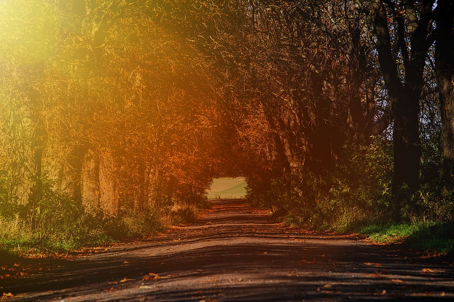 sunlight passing through trees, gravel, road, dirt road, poland HD wallpaper