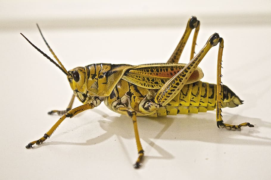 Green Grasshopper Close-Up Photo, animal, bug, insect, macro HD wallpaper