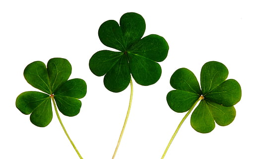 Green Club Flower, clover, luck, lucky, plants, Saint Patrick's Day HD wallpaper