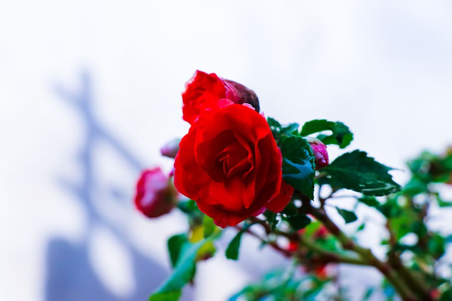 Red Rose, bloom, blossom, delicate, flora, flower, flowers, garden HD wallpaper