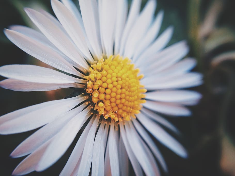 daisy, flower, nature, flowering plant, freshness, petal, vulnerability HD wallpaper