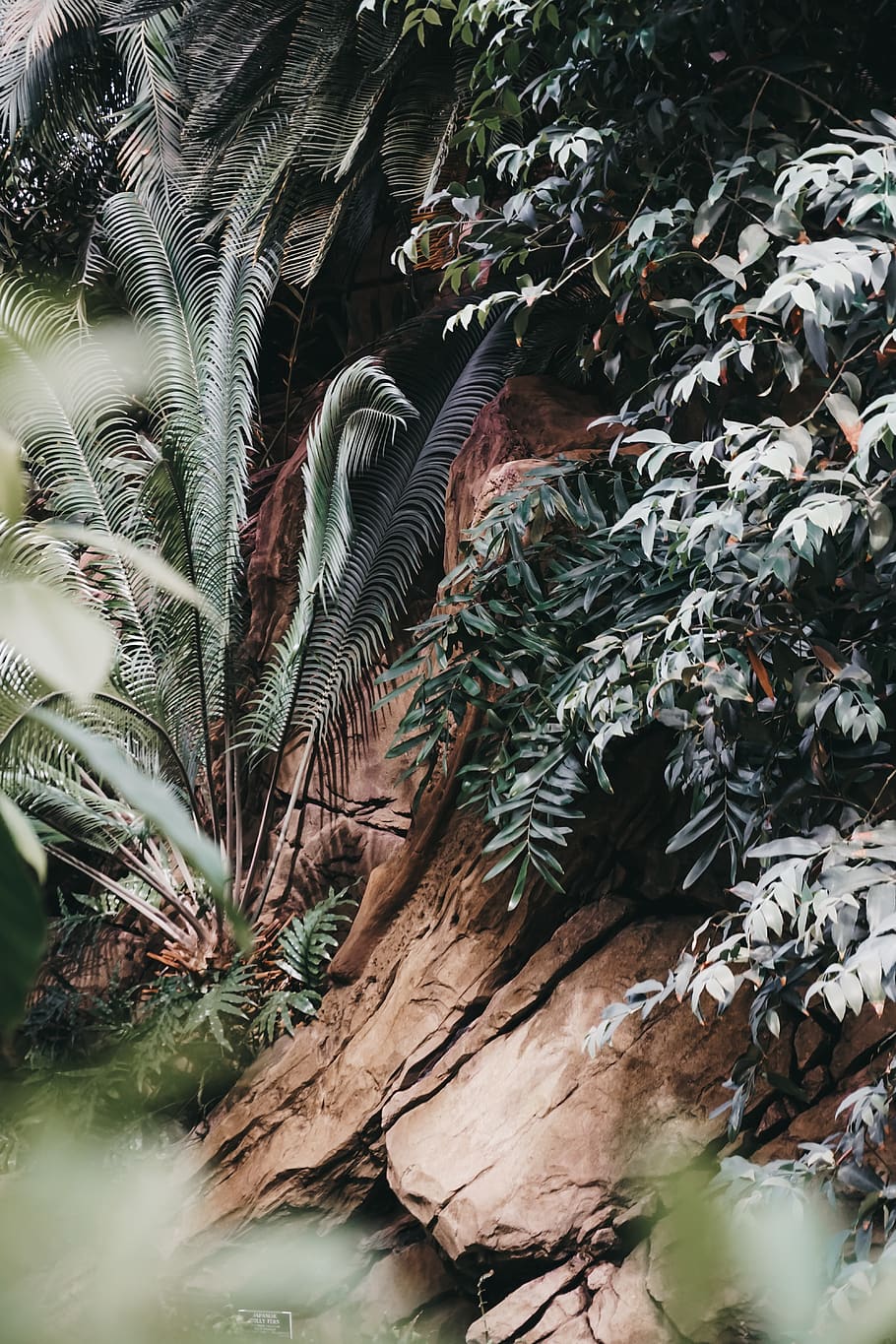 green tree, plant, nature, growth, day, no people, leaf, plant part HD wallpaper
