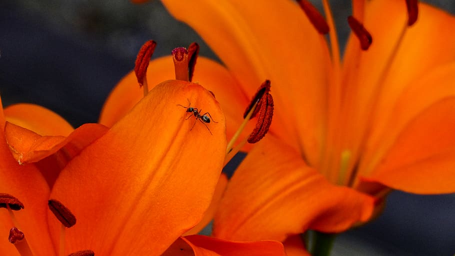 canada, canmore, ants, small, outdoor, nature, summer, flower HD wallpaper