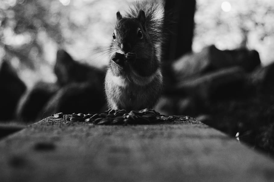 squirrel, chipmunk, animal, black, white, black and white, one animal HD wallpaper