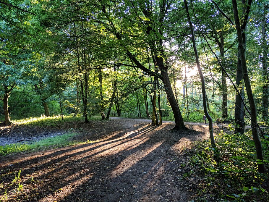 plant, vegetation, ground, tree, nature, outdoors, woodland HD wallpaper