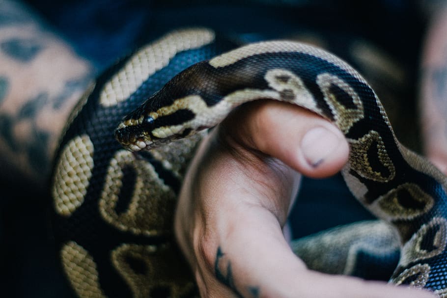 reticulated python on person's hand, one animal, reptile, one person HD wallpaper