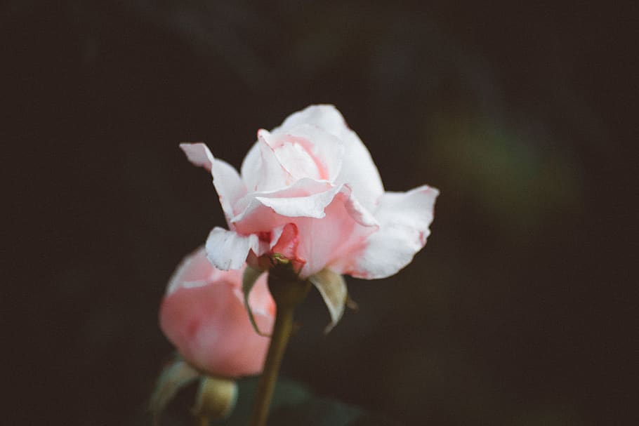 Pink Rose Flower In Selective Focus Photography, bloom, blossom HD wallpaper