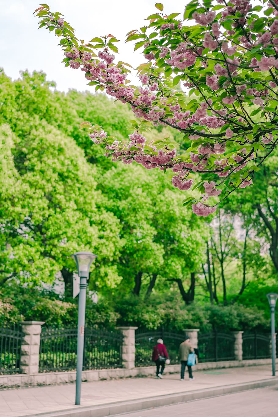 green plant, tree, growth, men, nature, real people, women, day HD wallpaper