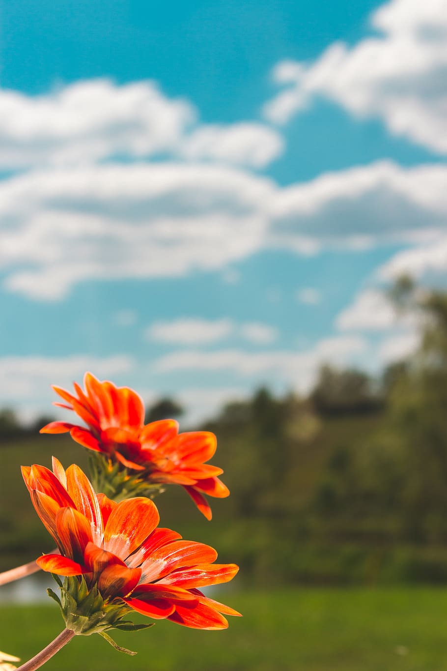 Shallow Focus Photo of Orange Flowers, bloom, blooming, blossom HD wallpaper