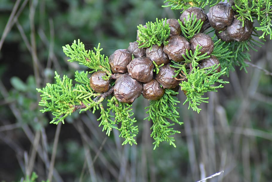 cypress, cone, tree, branches, conifer, wood, needles, green HD wallpaper