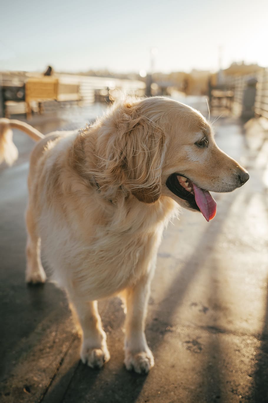 golden retriever showing its tongue, dog, animal, pet, pier, puppy