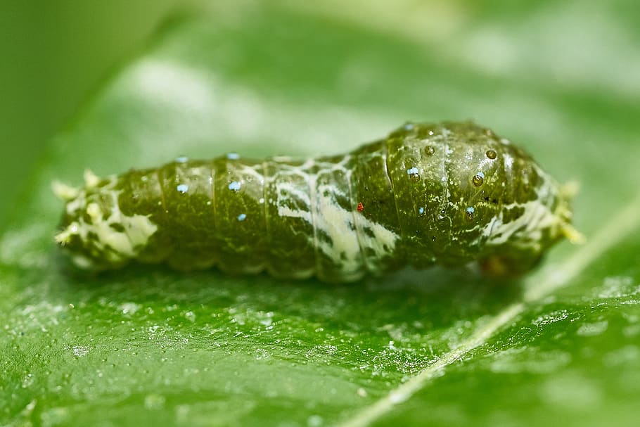 caterpillar, butterfly, leaf, insect, close up, cocoon, garden HD wallpaper