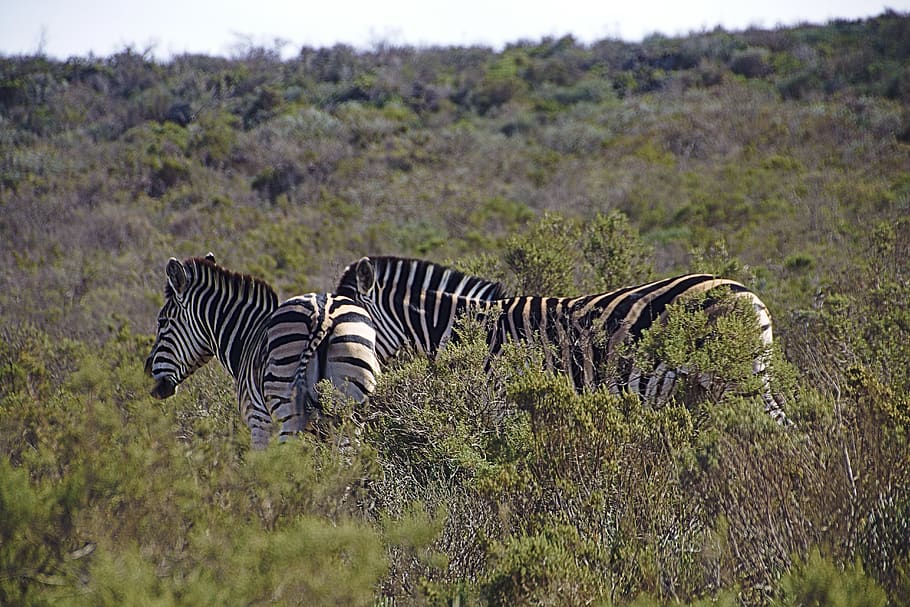 zebra, animals, africa, animal wildlife, animals in the wild HD wallpaper