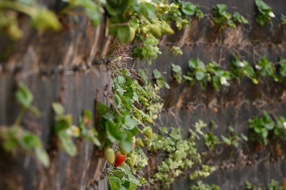 plant, growth, plant part, leaf, nature, food and drink, no people HD wallpaper