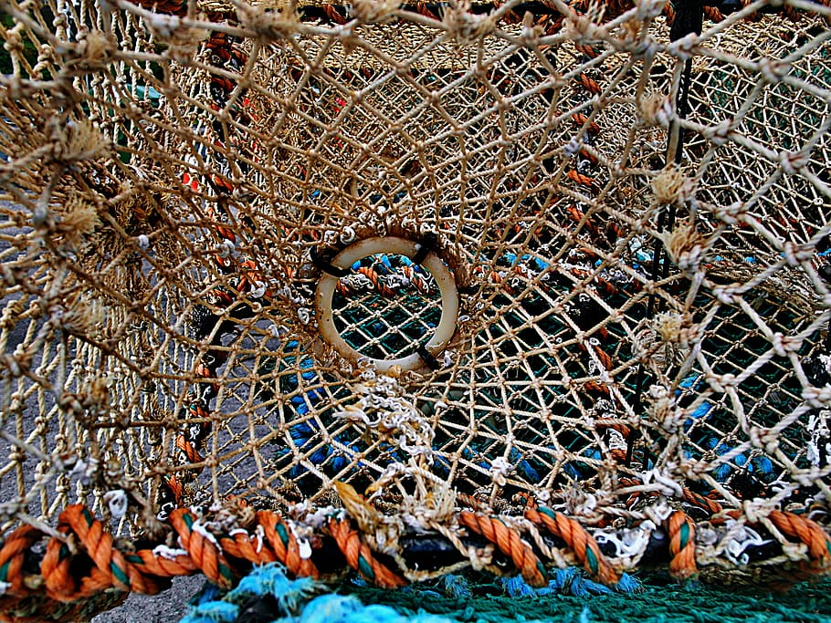 brown and orange net, food, accessory, jewelry, ring, accessories HD wallpaper