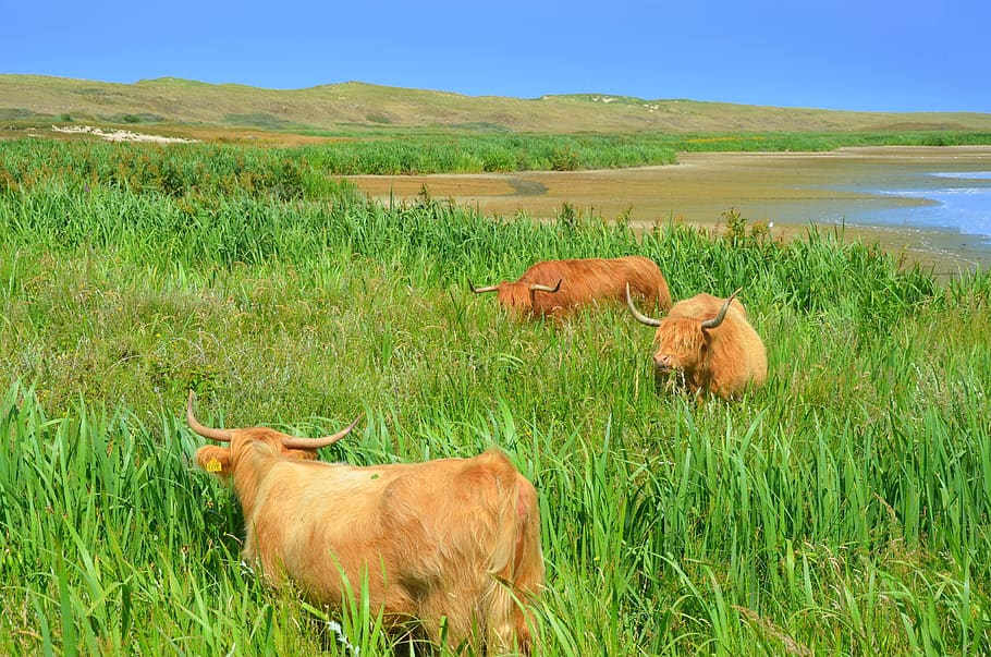 beef, cow, landscape, mammal, animal, grass, group of animals HD wallpaper