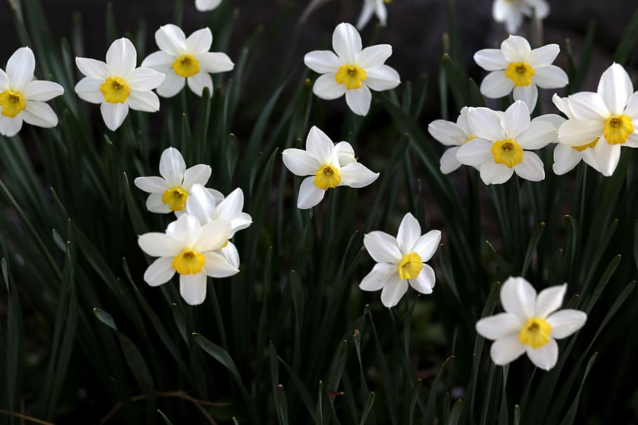 daffodil, white, flower, spring, supplies, nature, blooming HD wallpaper