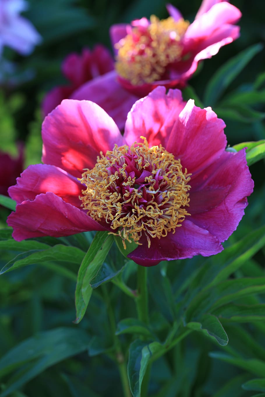 peony, flower, spring, pink, garden, plant, the petals, flowering HD wallpaper