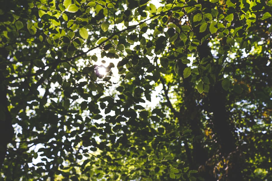 forest, tree, nature, green, sun, bokeh, summer, lensflare HD wallpaper