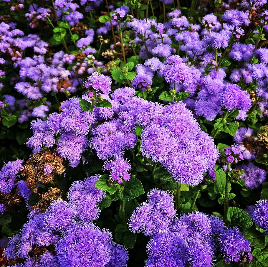 Purple Petaled Flowers, bloom, blooming, blossom, cluster, delicate HD wallpaper