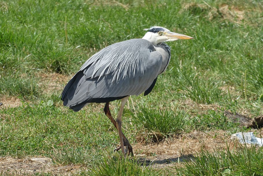 heron, feathers, ditch, bird, plumage, water, beak, nature HD wallpaper