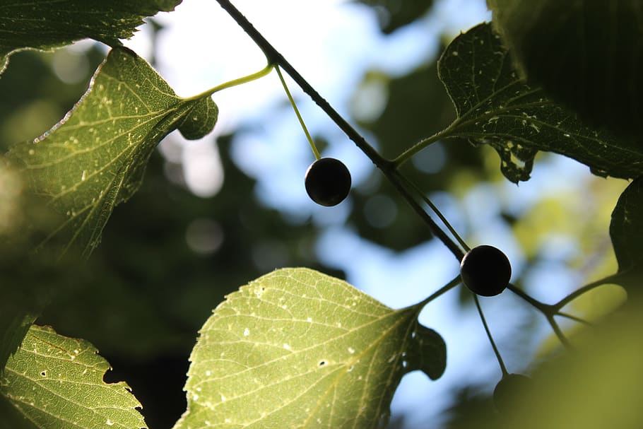 leaves, summer, light, nature, plant, green, leaf, plant part HD wallpaper