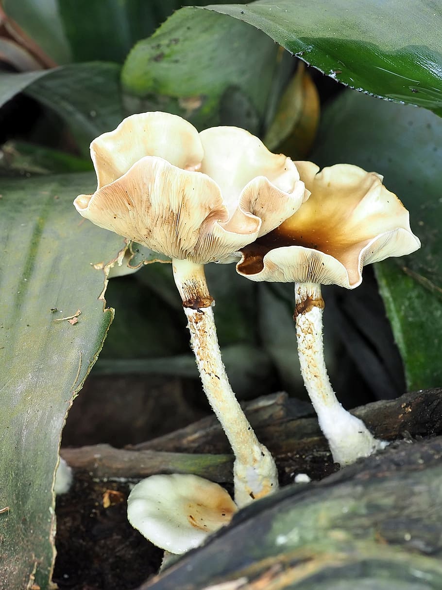 two mushrooms, growth, plant, fungus, close-up, beauty in nature HD wallpaper