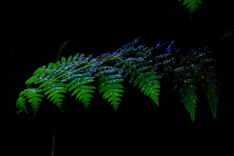 Green Leafed Plant, abstract, bright, close-up, color, conifer HD wallpaper