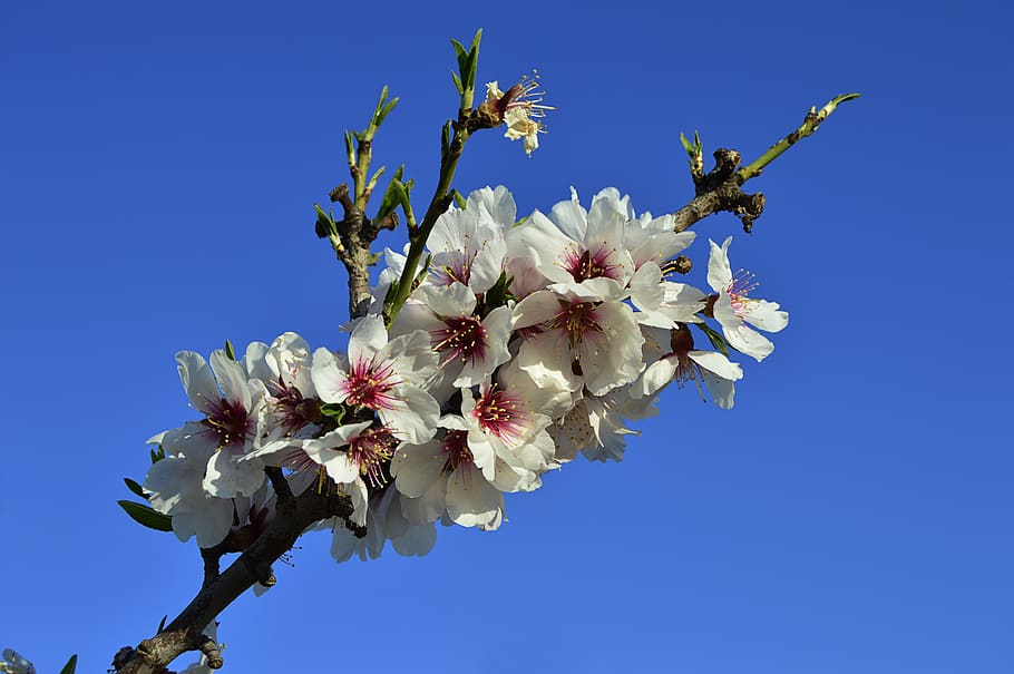 almond flowers, flowery branch, flowering almond trees, spring, HD wallpaper