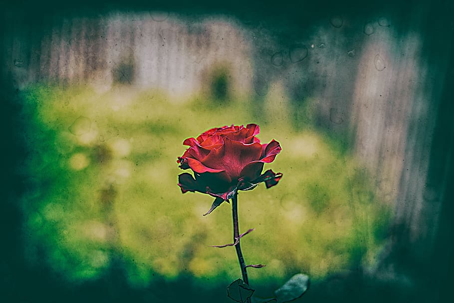 rosa, flower, silver, nature, romantic, flowering plant, fragility HD wallpaper