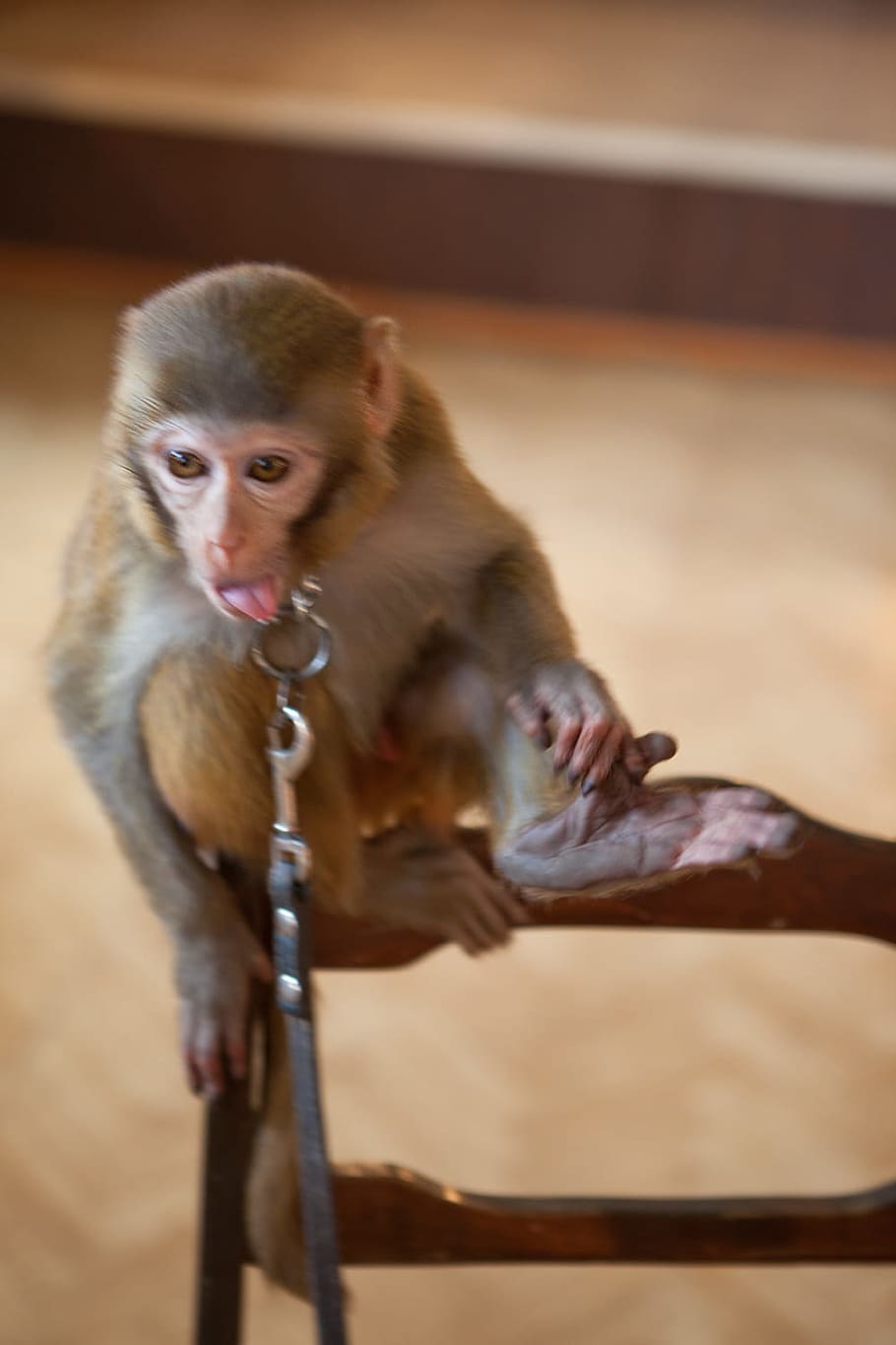 monkey, indoors, closeup, ape, mammal, sitting, brown, creature HD wallpaper