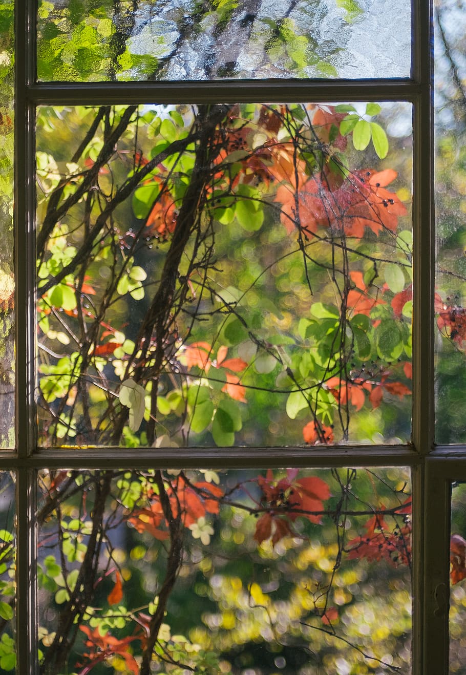 germany, berlin, leaves, window, colorful, autumn, tree, plant HD wallpaper