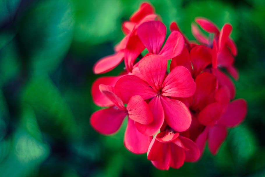 Geraniums, flower, flowering plant, freshness, beauty in nature HD wallpaper