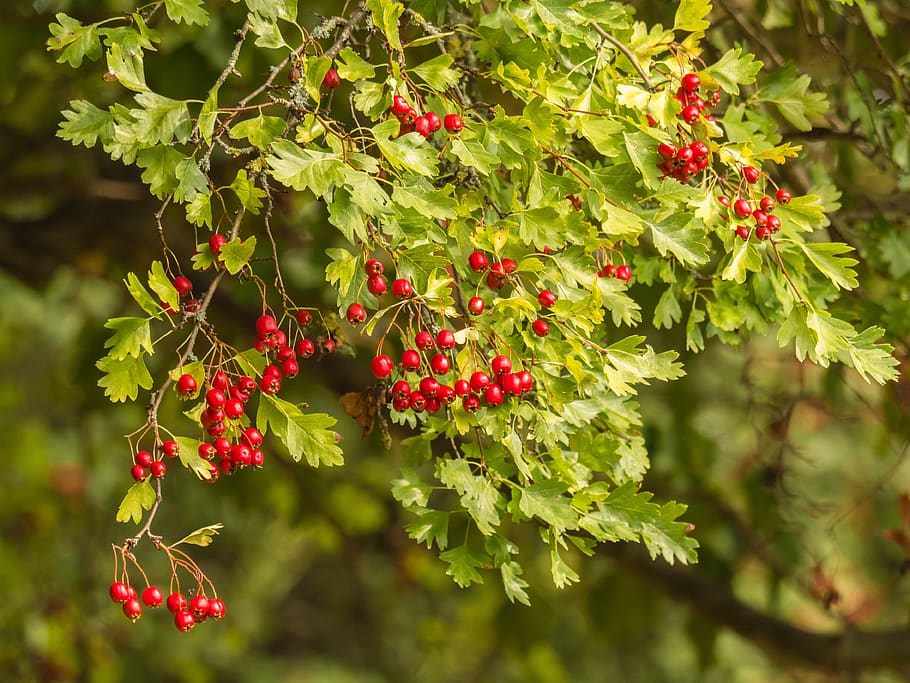 tree, branches, plant, aesthetic, hawthorn, growth, berry fruit HD wallpaper