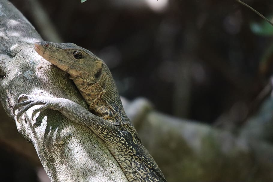 monitor, lizard, reptile, scaly, close up, creature, exotic, HD wallpaper
