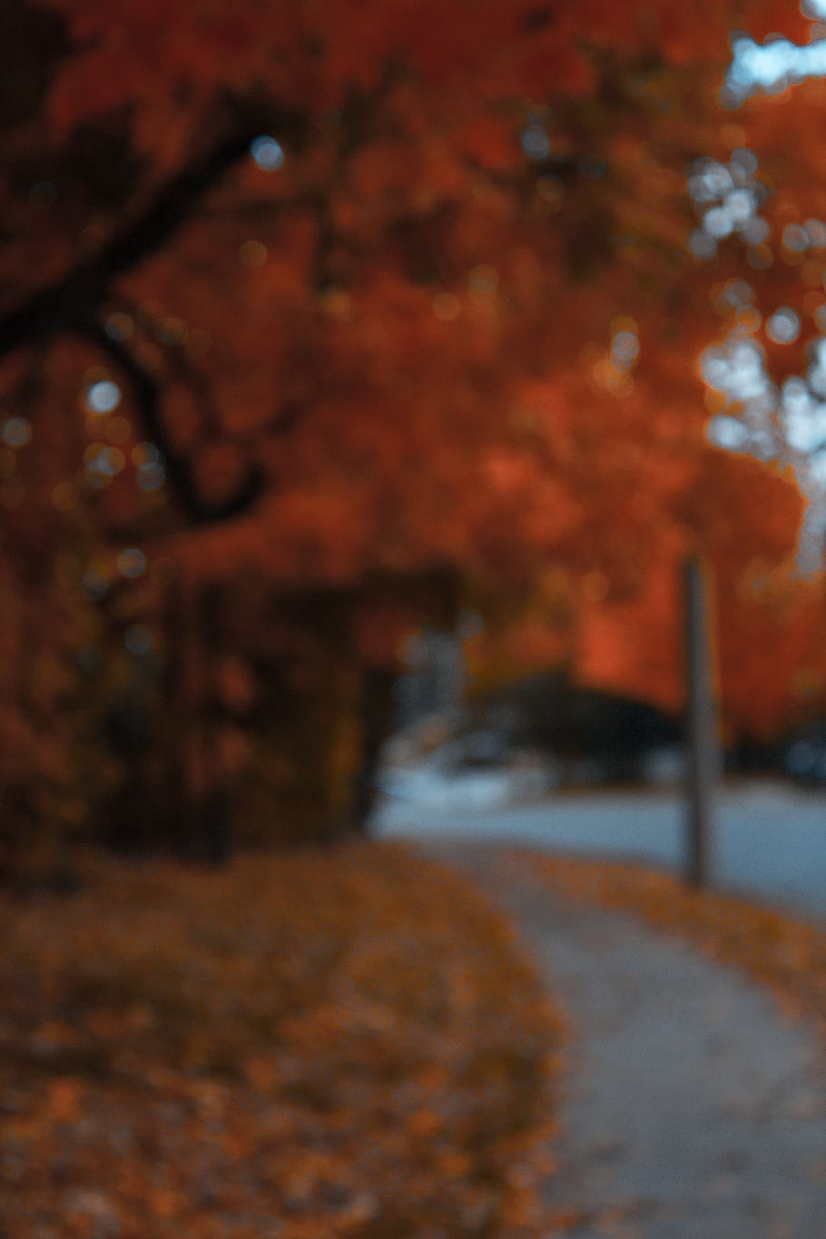 canada, peterborough, tree, no people, road, direction, the way forward HD wallpaper
